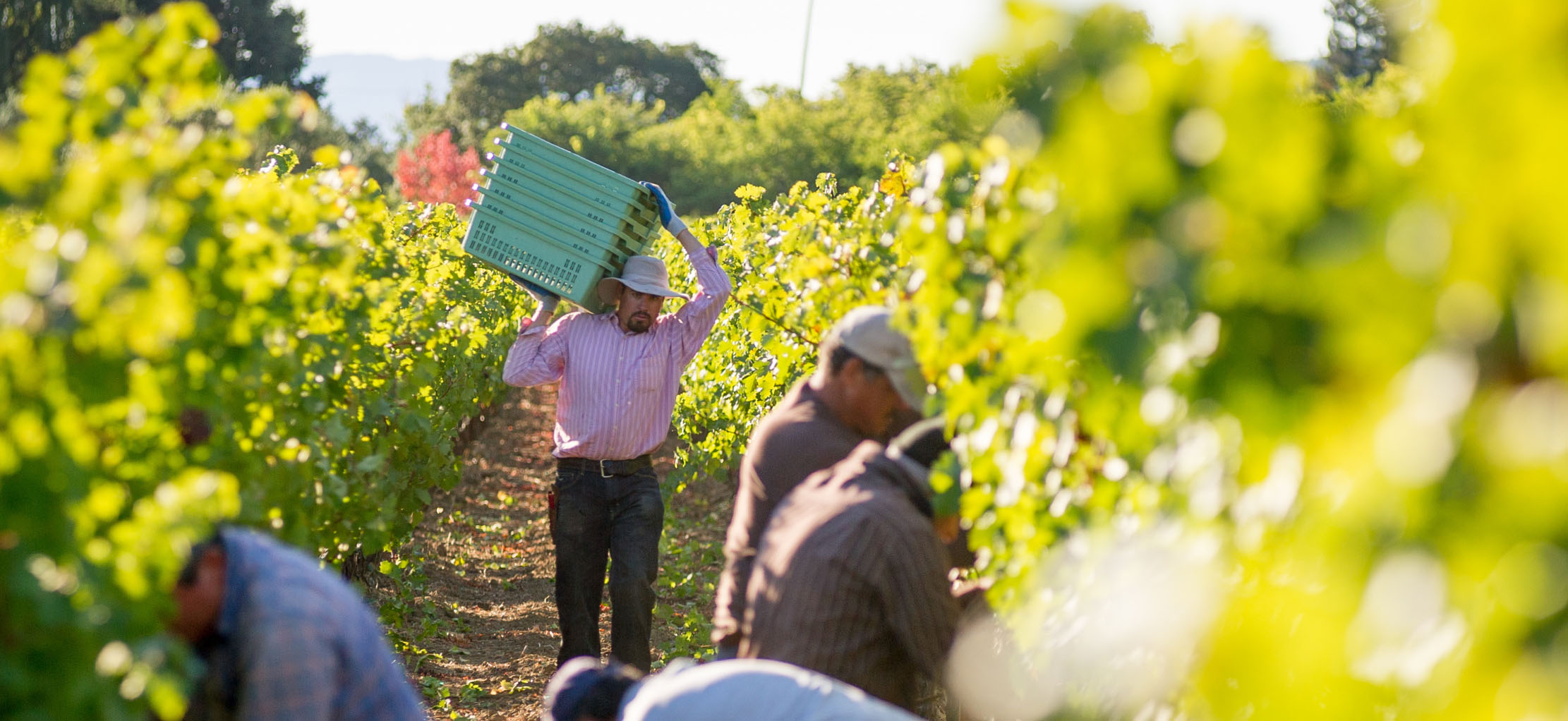 Vineyard workers picking grapes with man carrying large bin on shoulder in background.