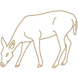 Drawing of a doe.