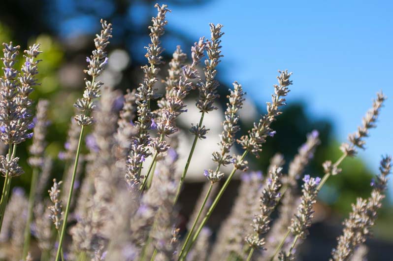 Close up of a lavender plant.