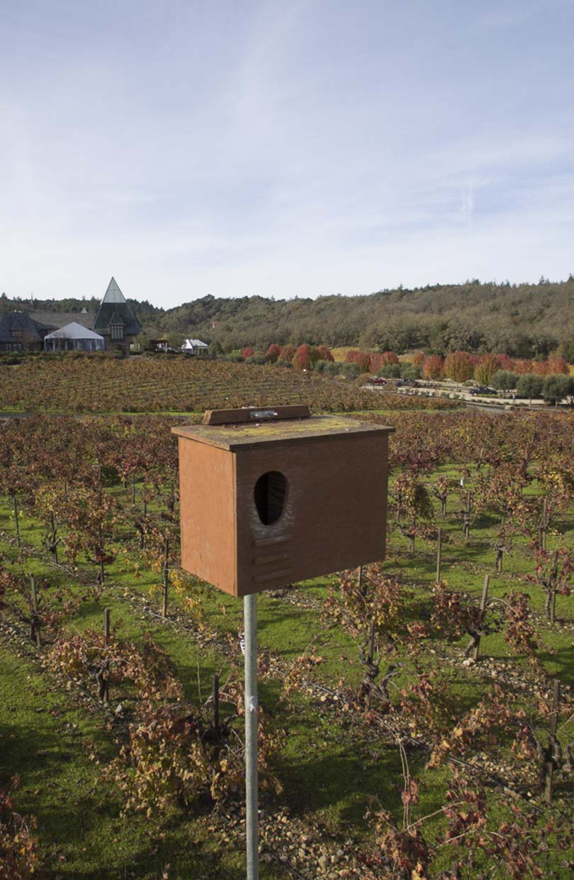 A Bat box in the vineyard.