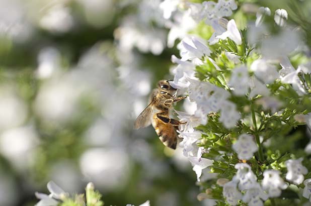 A bee on white flowers.